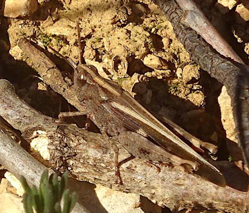 Aiolopus strepens